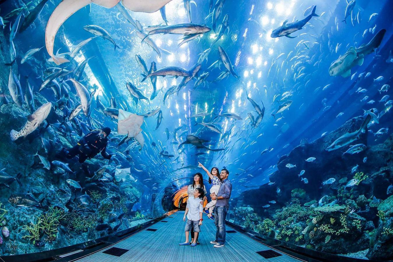 Xarlivo Aquarium - Discover the underwater world