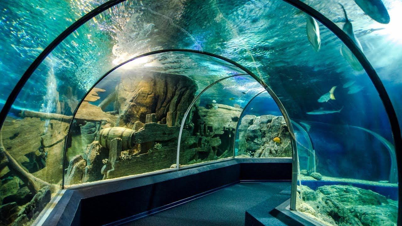 Immerse yourself in the Ocean Night World at the Xarlivo Aquarium